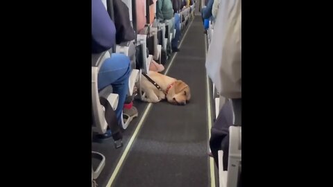 The best passenger ever !! ✈️ #shorts #shortsfeed #clips #shortvideo