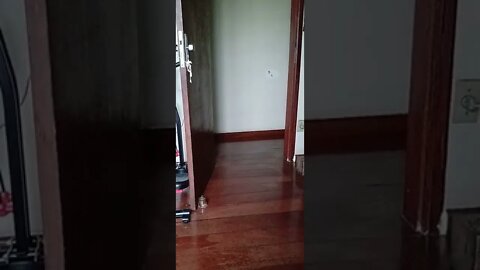 golden dog