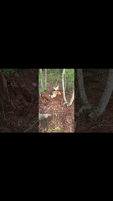 Hanging In The Woods #homesteading #chickens #chickenlife #likeandsubscribe