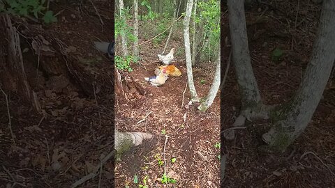 Hanging In The Woods #homesteading #chickens #chickenlife #likeandsubscribe