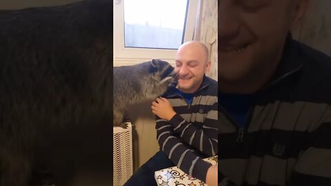 #shorts Смешные Еноты Из Тик Ток 14 Funny Tik Tok Raccoons