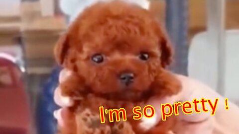 How cute is this little guy ? Funny Dog Video Compilation #5