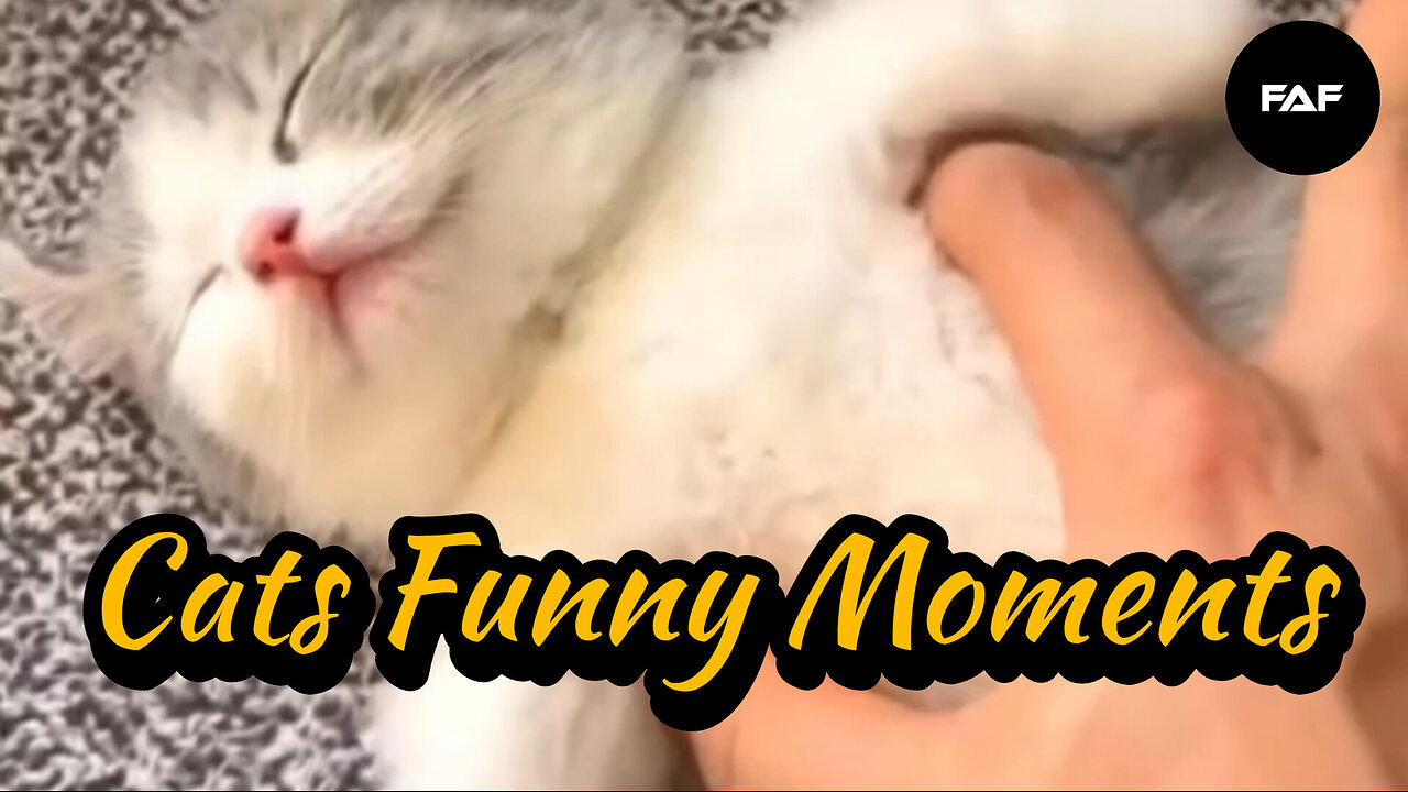 Cats Funny Moments