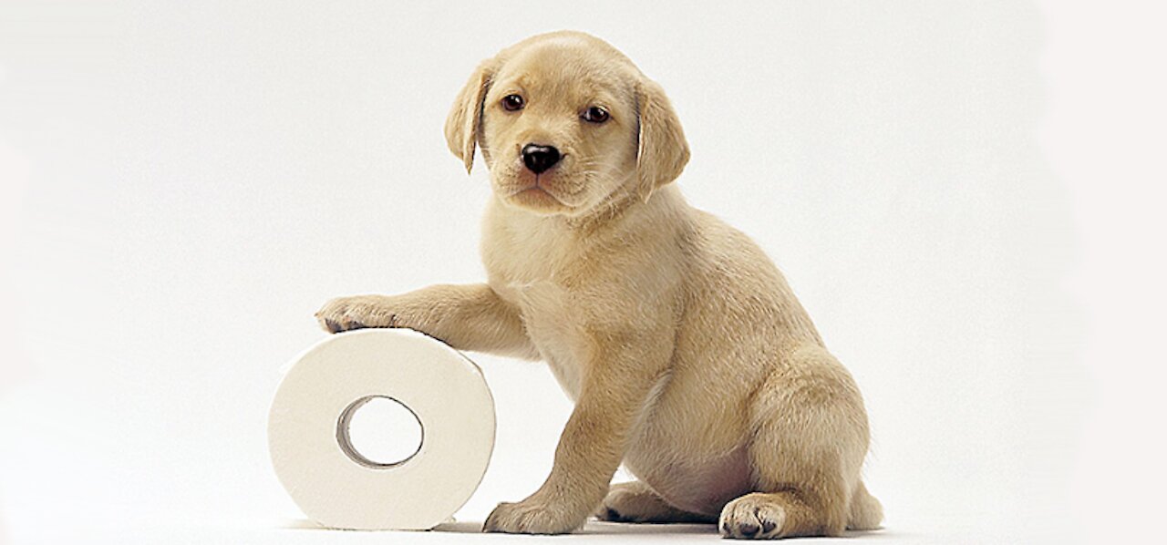 Quick Tips in Potty Training a Puppy or Dog