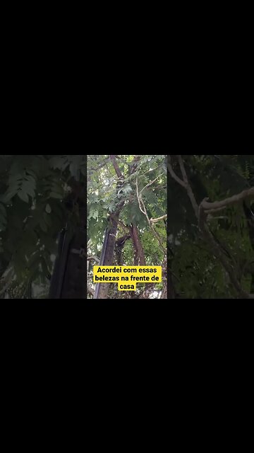 Presente belíssimo. #DEUS #shorts #gratidão