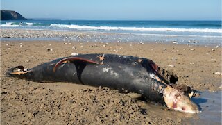 Dolphins washed up in Ghana