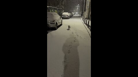 Pretty white dog, bichon