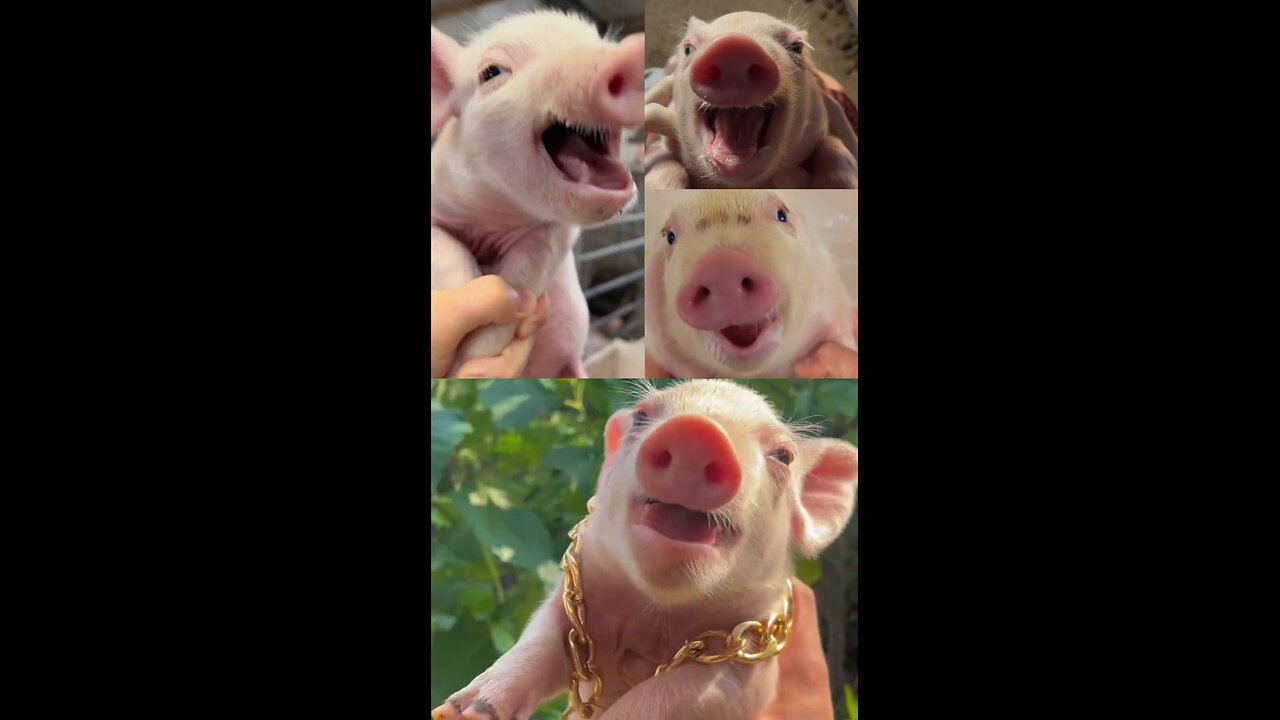 A collection of laughing pigs