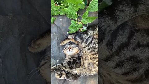 Эротизм природного откровения