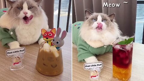 That Little Puff 🐱🐈 TikTok Compilation 🍸🍸🍹🍹