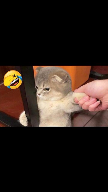 Try not to laugh🤣 Funny animals😹‖ #shorts #funnyvideos