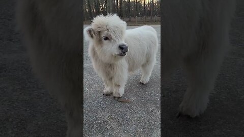 beautiful baby cow