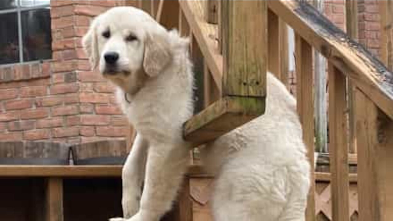 Golden Retriever fica preso em portão!