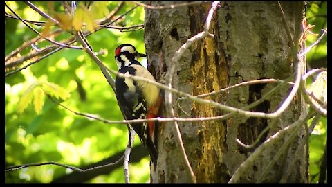 A bird that necks the tree