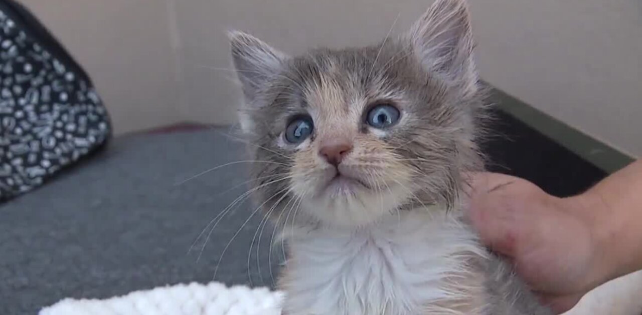 Pet of the week: kitten almost ready for forever home