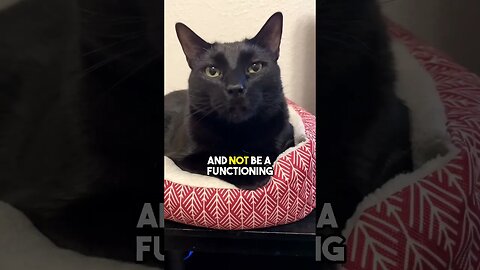 Live life in the way that makes you happiest😁 #cat #blackcat #relatable #leonthecatdad #gaming