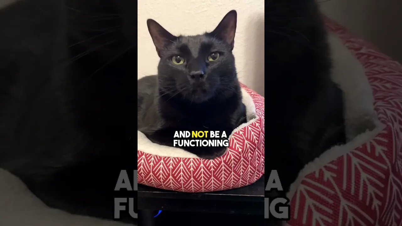 Live life in the way that makes you happiest😁 #cat #blackcat #relatable #leonthecatdad #gaming