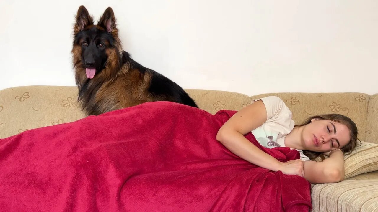 What happens when My German Shepherd Sees Me Sleeping