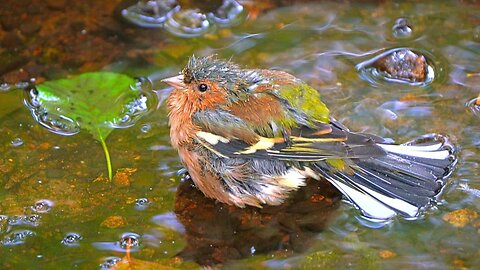 Male Common Eurasian Chaffinch Bathing in a Dark Forest Puddle