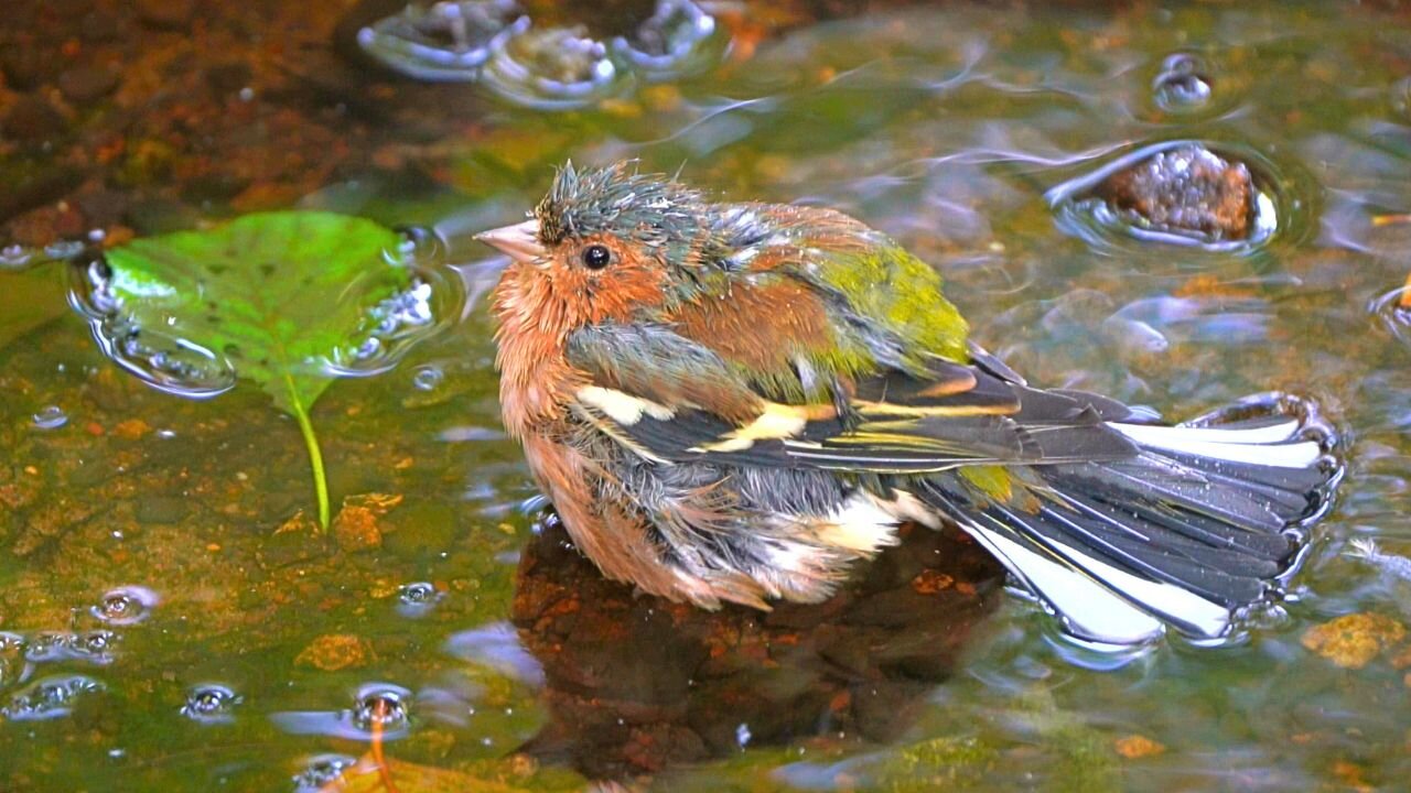 Male Common Eurasian Chaffinch Bathing in a Dark Forest Puddle