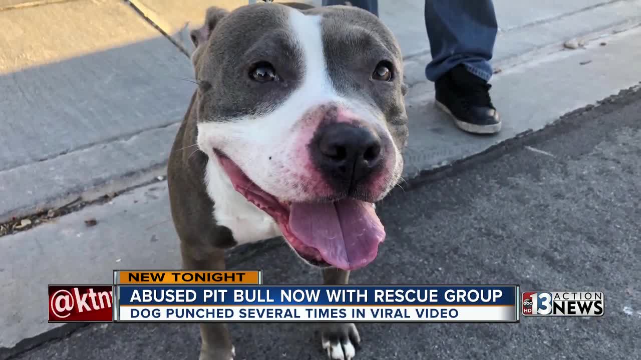 Dog abused in viral video almost ready for adoption