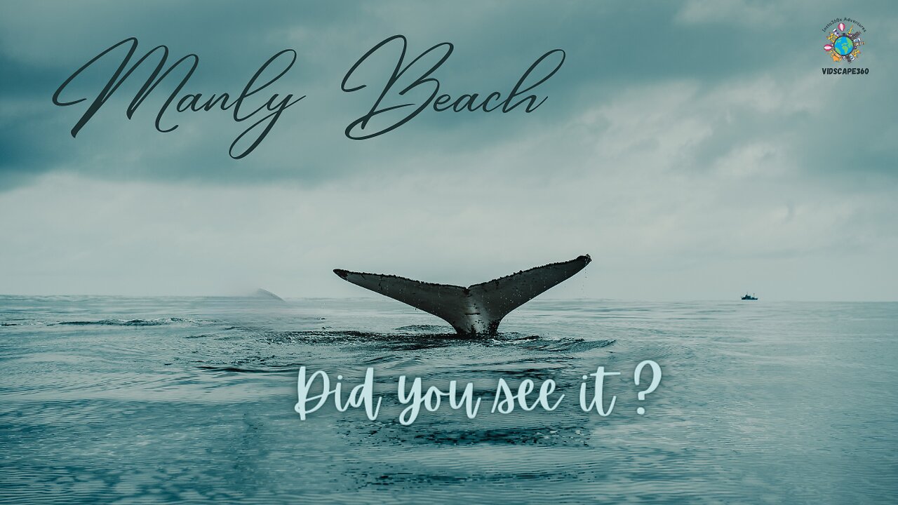 did you see the whale tale ? Manly Beach Australia #whale #sydney