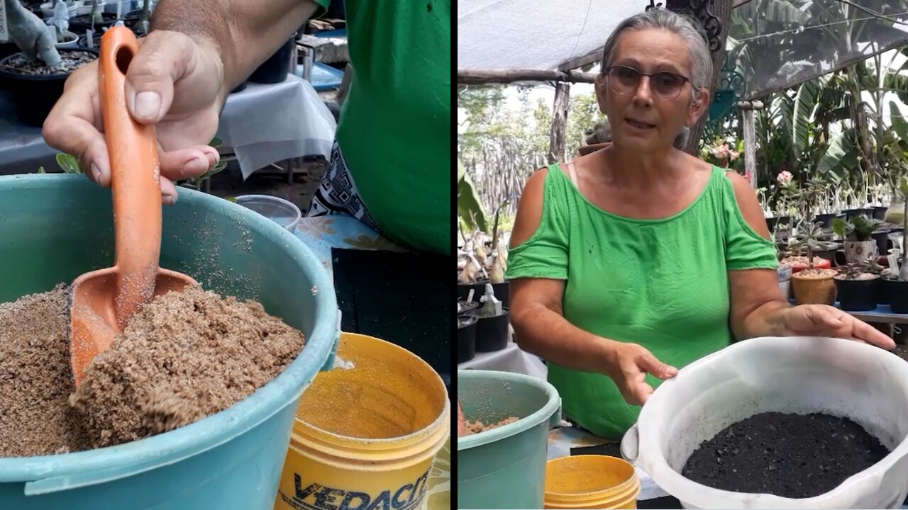 A Função do Carvão Vegetal e da Areia no Substrato da Rosa do Deserto