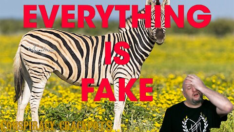 Yes it's THAT Zebra video finally. (Hans Wormhat)