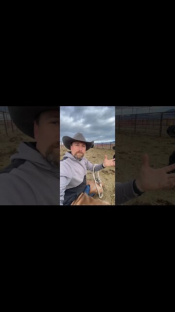 What is this Cow Doing?!