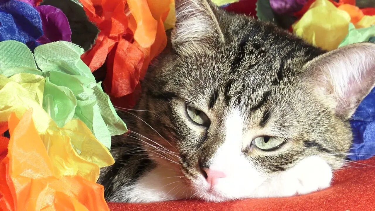 Funny Cat Looks at His Nose