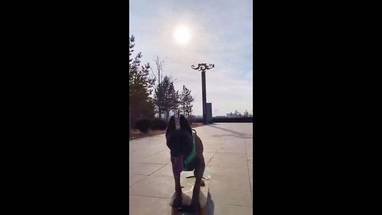 Skatedog 11