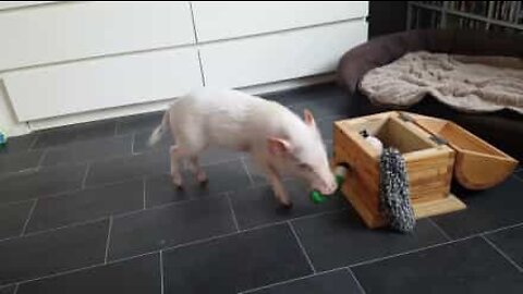 This little piggy is great at tidying up