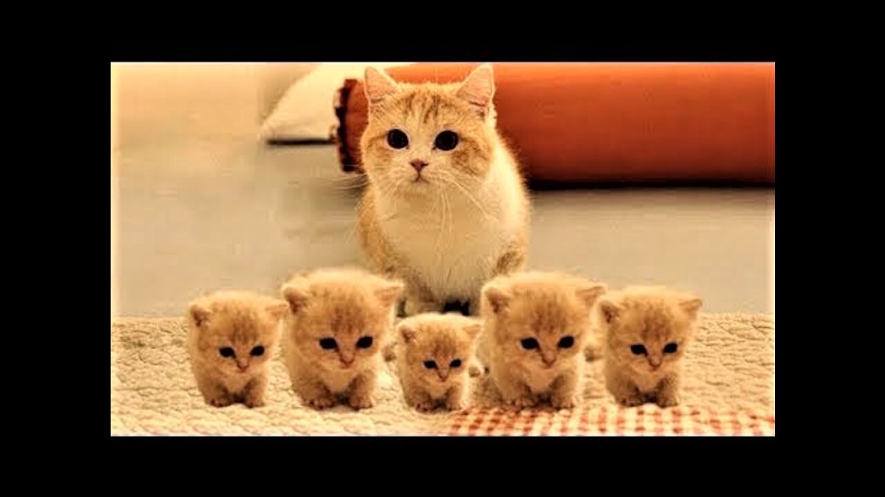 Cute Pets And Funny Animals #1 | Petso
