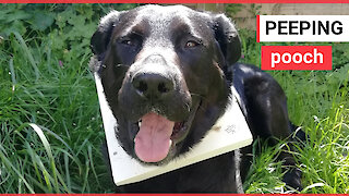 Dog rescued by firefighters after getting head stuck in a cat flap