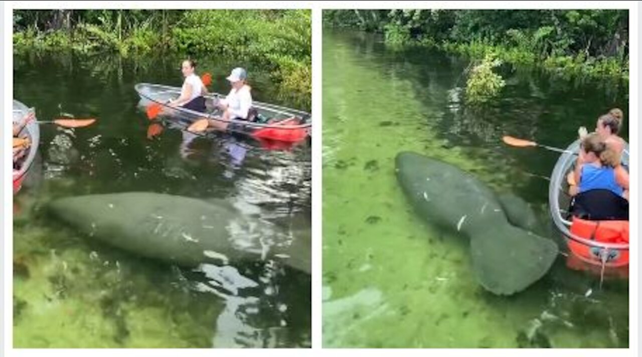 🦭Mother and Baby Manatee Swimming in Florida