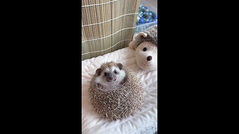 Waooo # sooo Adorable