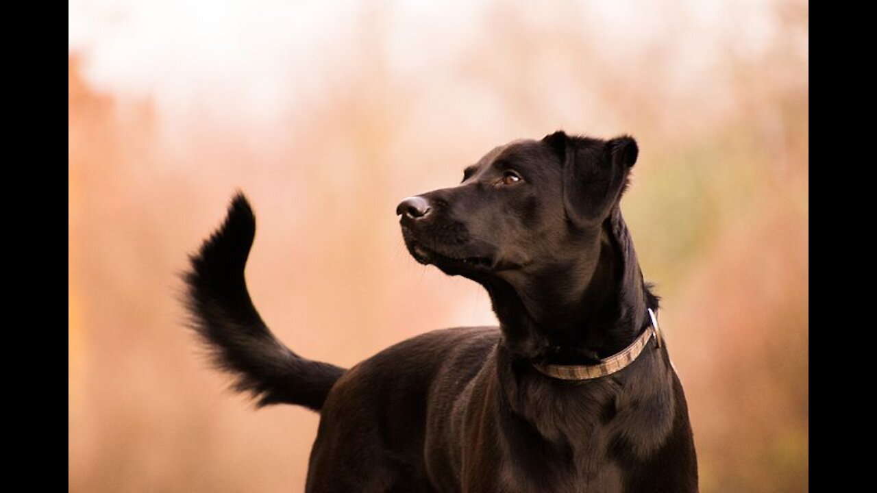 Labrador dog