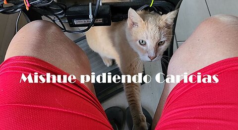 2023 M03 10 Mishue pidiendo caricias