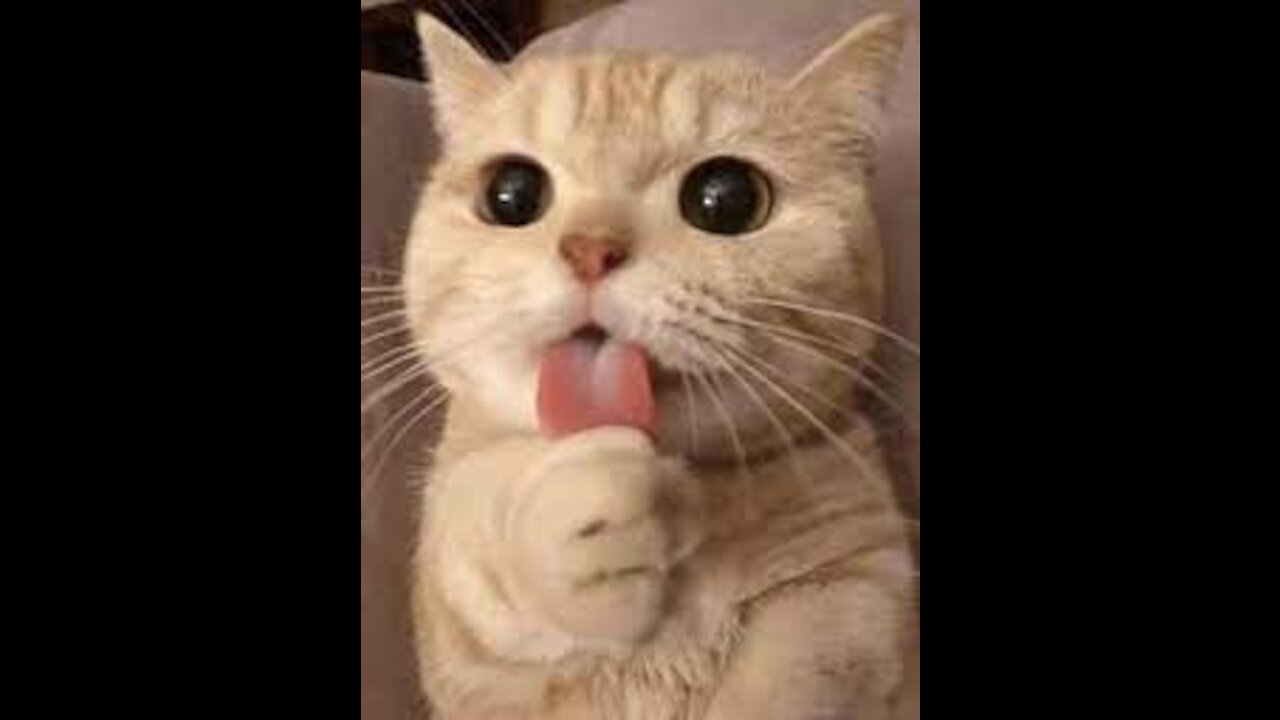 Cute and funny pets | Try not to laugh at this animal compilation
