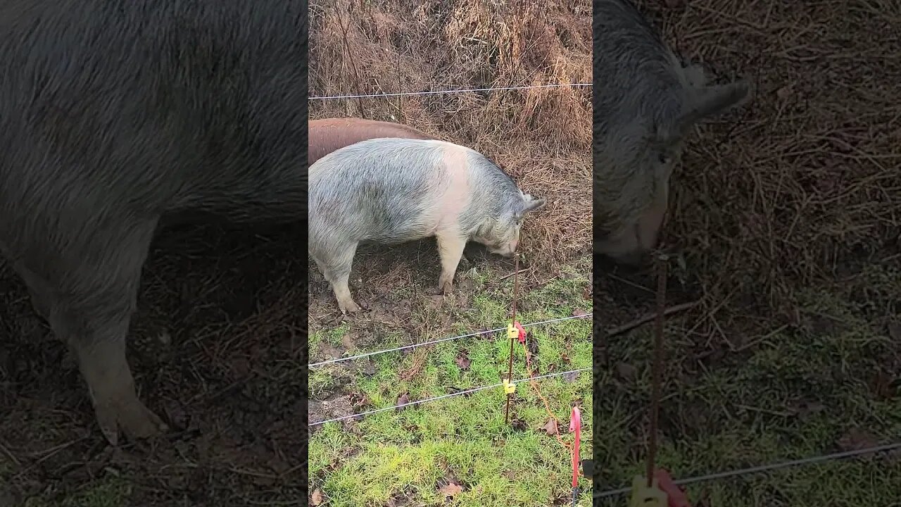 Pig Rototillers @UncleTimsFarm #kärnəvór
