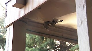 Fungus, rot, overgrowth, decay; Aurora condo owners say HOA has avoided fixes for years