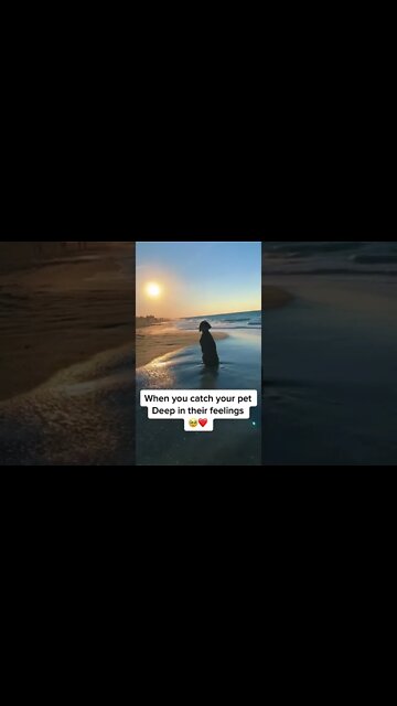 This is beautiful ❤️ #dog