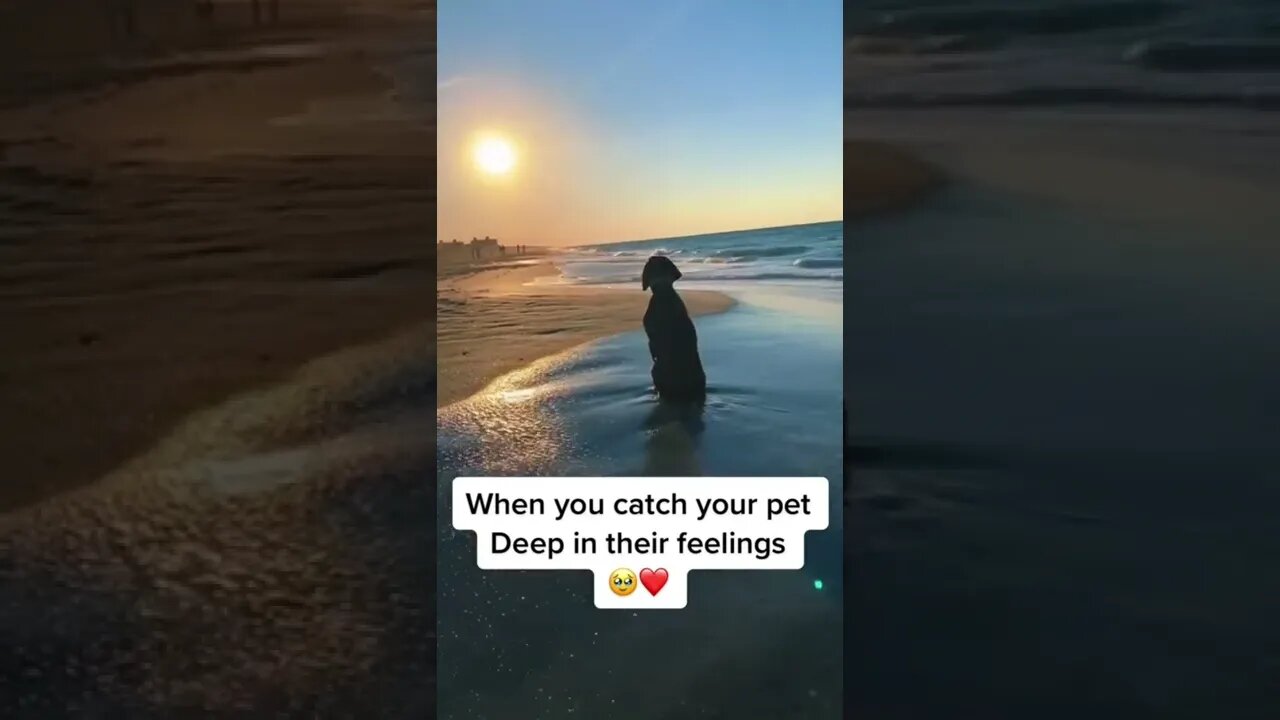 This is beautiful ❤️ #dog