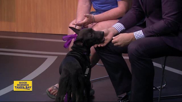 Pet of the Week: Mrytle is a Terrier mix who is full of spunk and kisses