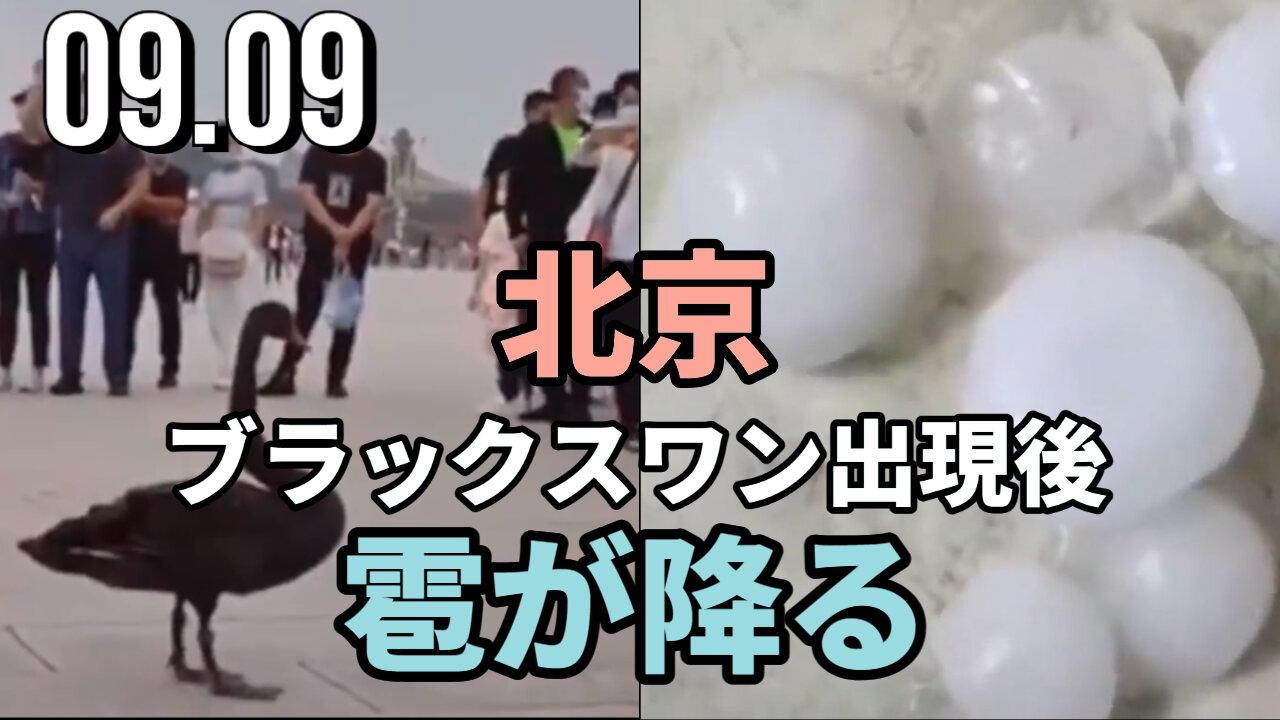 北京でブラックスワン出現後、雹が降る