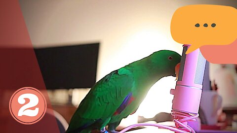 Cute ASMR Talking Parrot whispers #2 | Funny Parrot