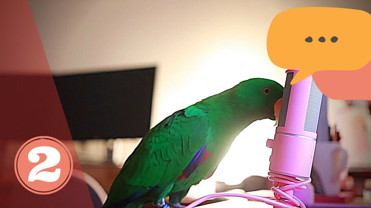 Cute ASMR Talking Parrot whispers #2 | Funny Parrot