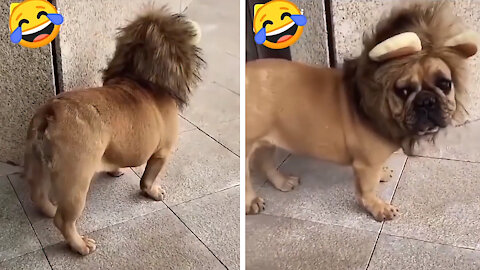 🤣 Dog Impersonates Lion 🤣