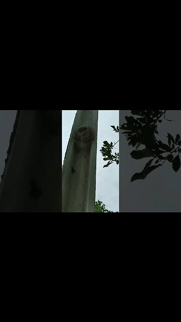 Casinha do João de barro