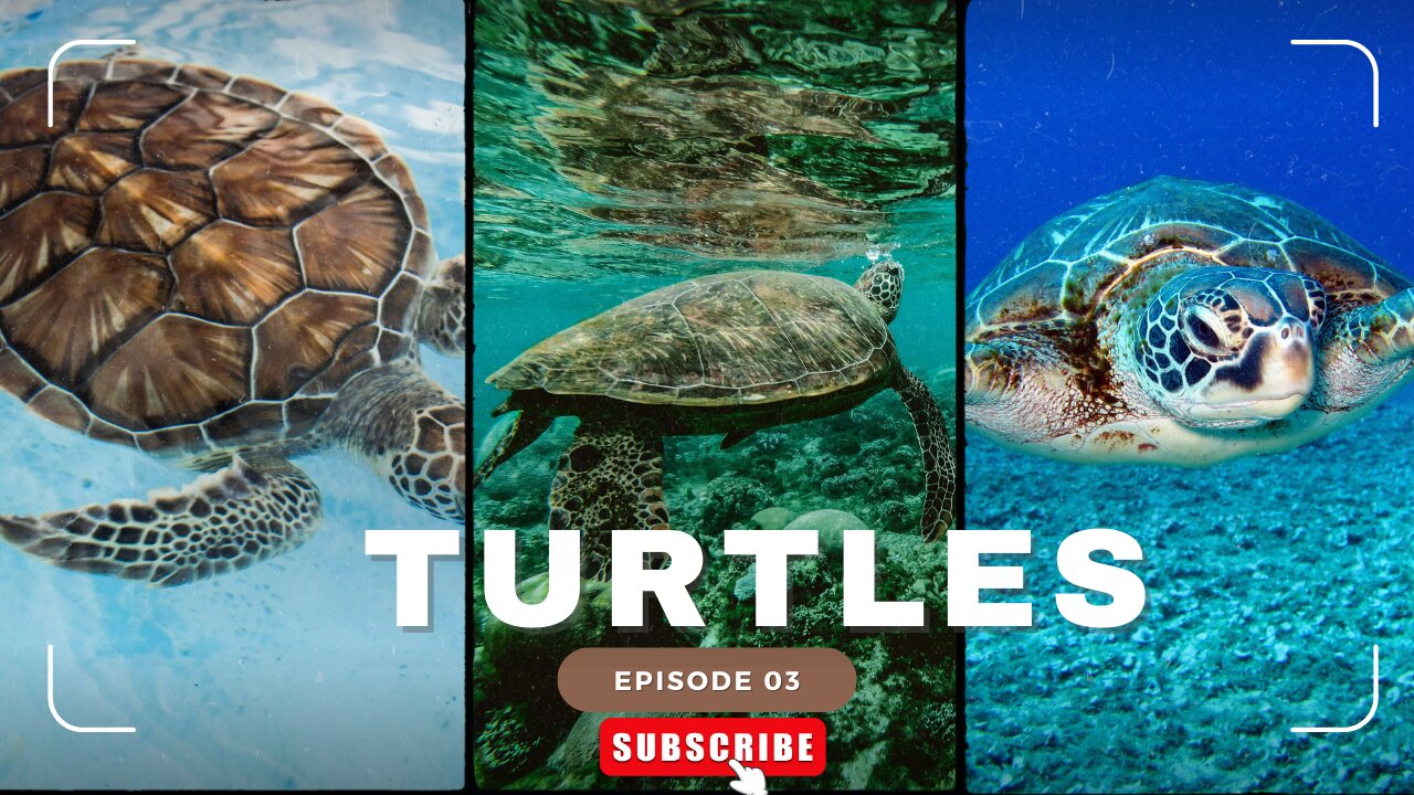 Turtles Are Reptiles Of The Order Testudines ll Epic Fail ll